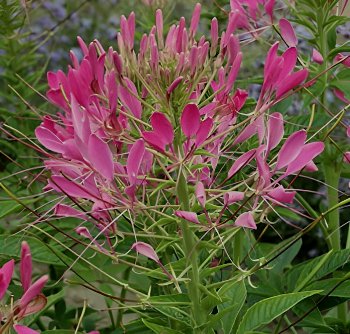 Cleome spinosa 'Cherry Queen'
