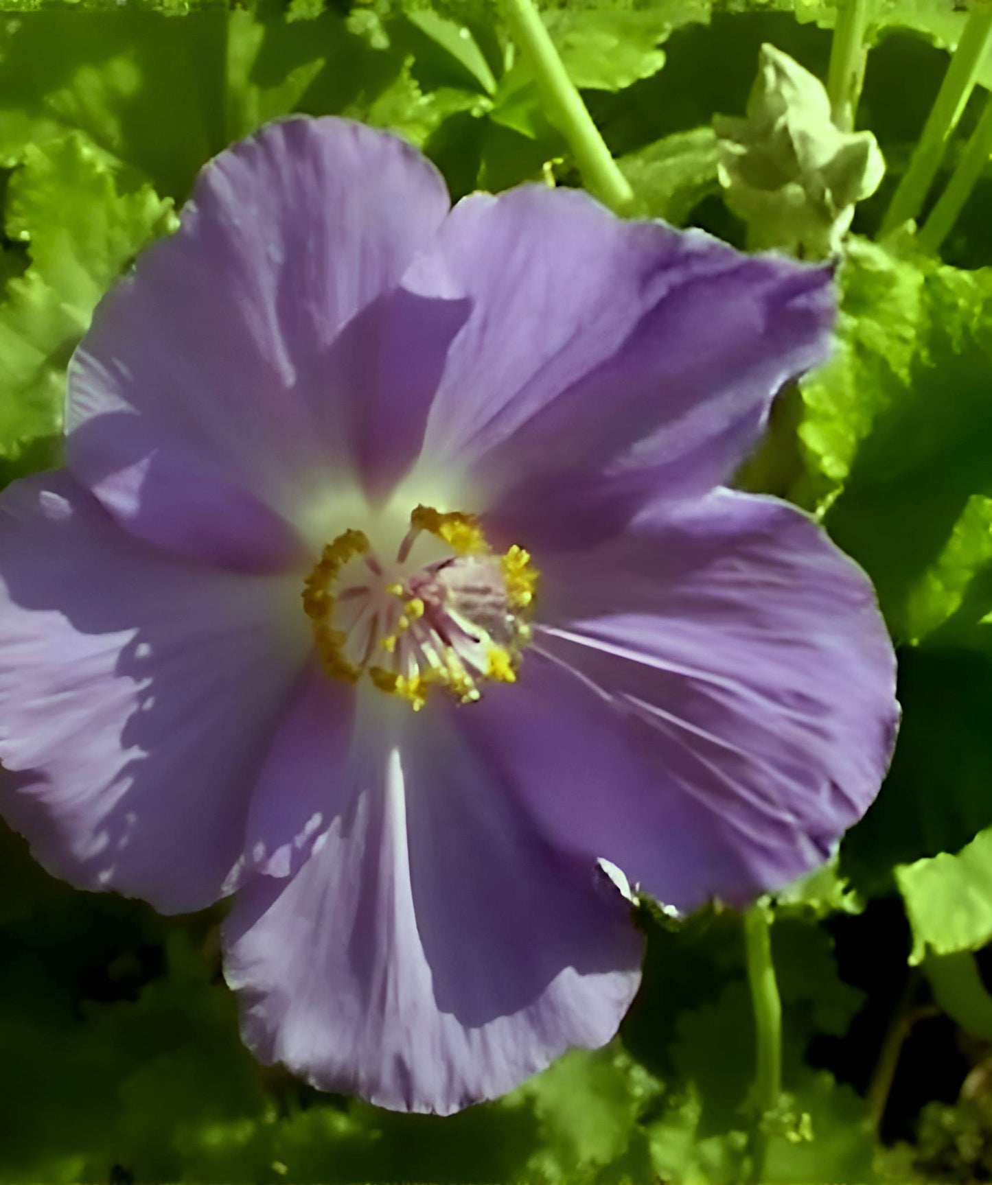Abutilon vitifolium