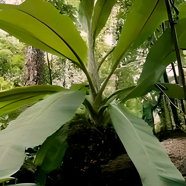 Ensete lecongkietii