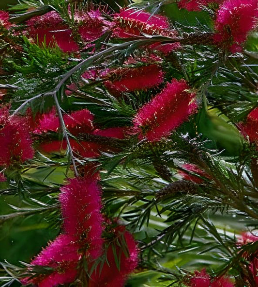 Callistemon citrinus