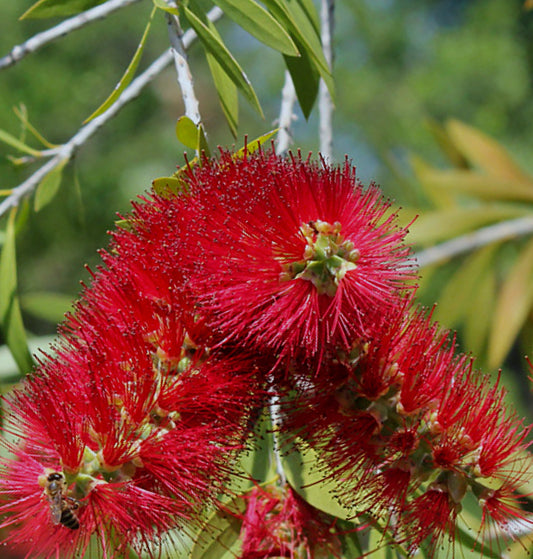 Callistemon phoeniceus