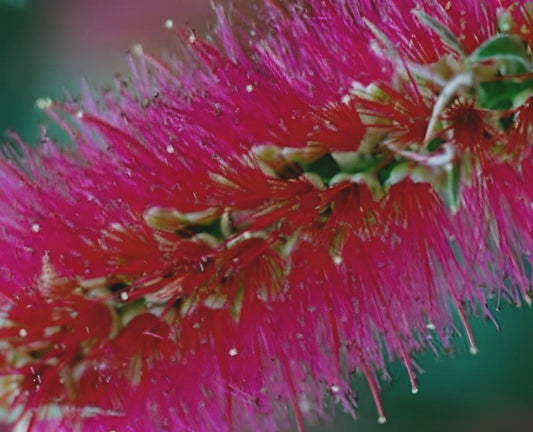 Callistemon phoeniceus (pink)