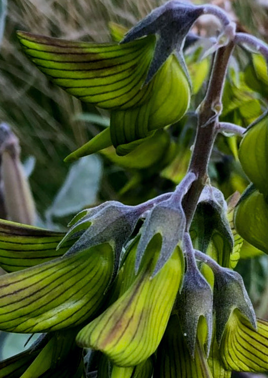regal bird flower seeds Crotalaria cunninghamii