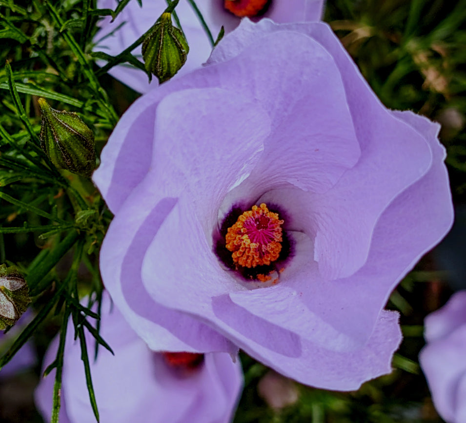 Alyogyne hakeifolia