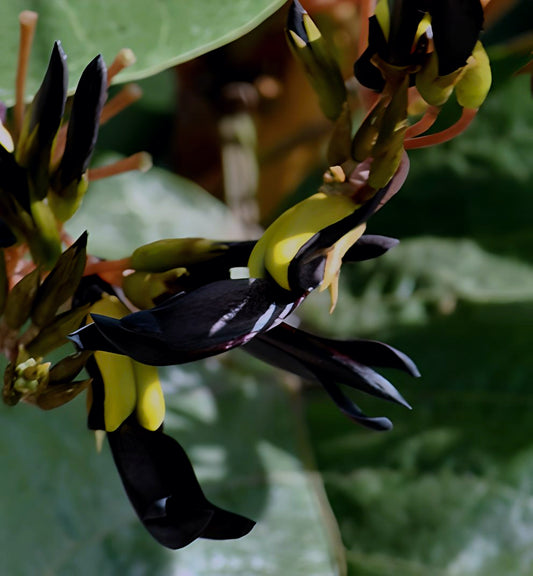Kennedia nigricans