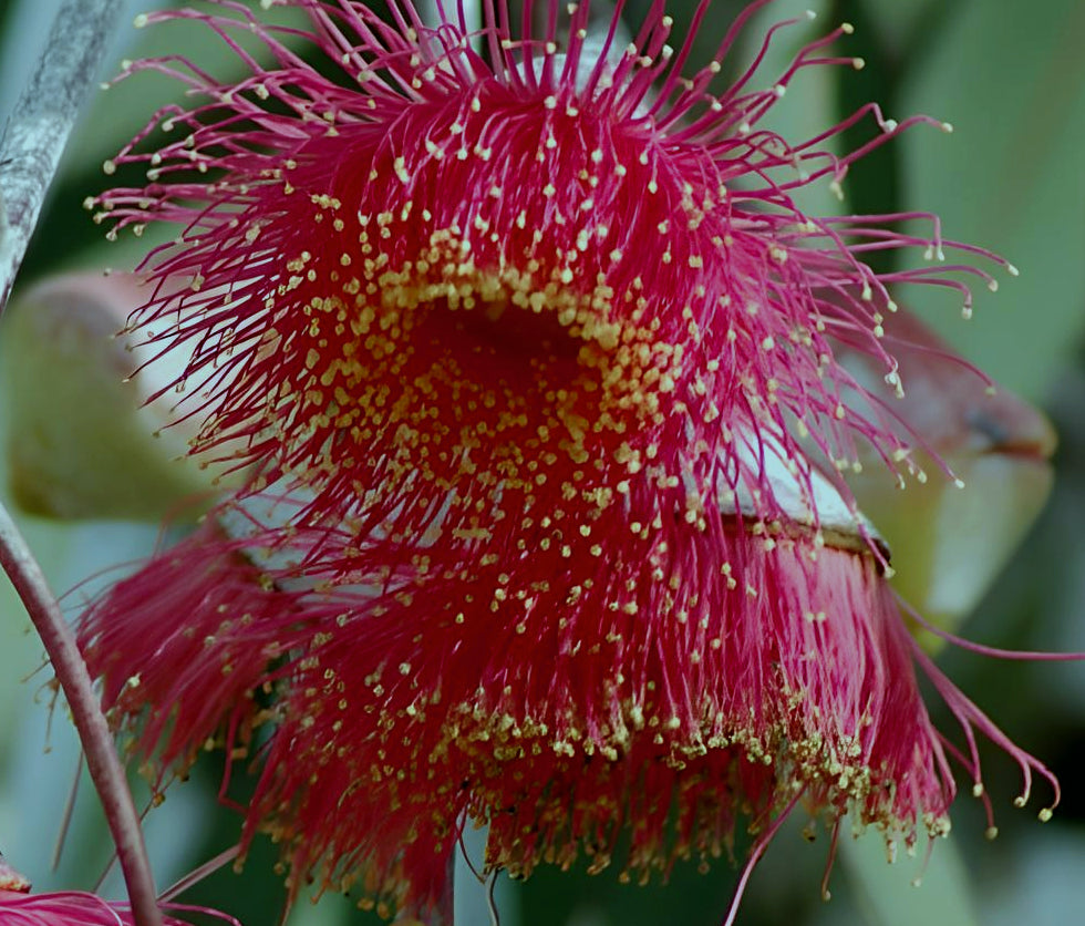 Eucalyptus caesia ssp caesia