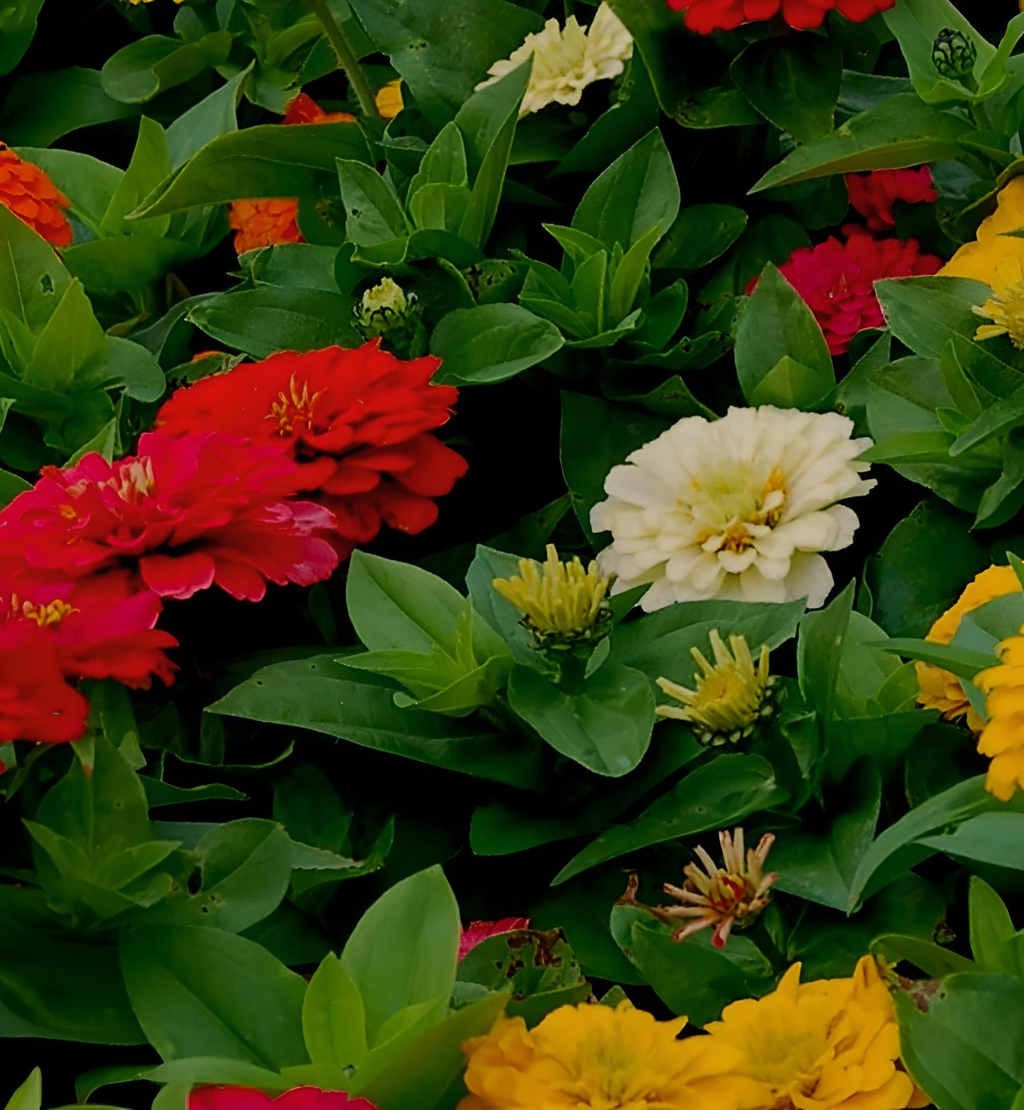 Zinnia Giant Tetra State Fair Mixed