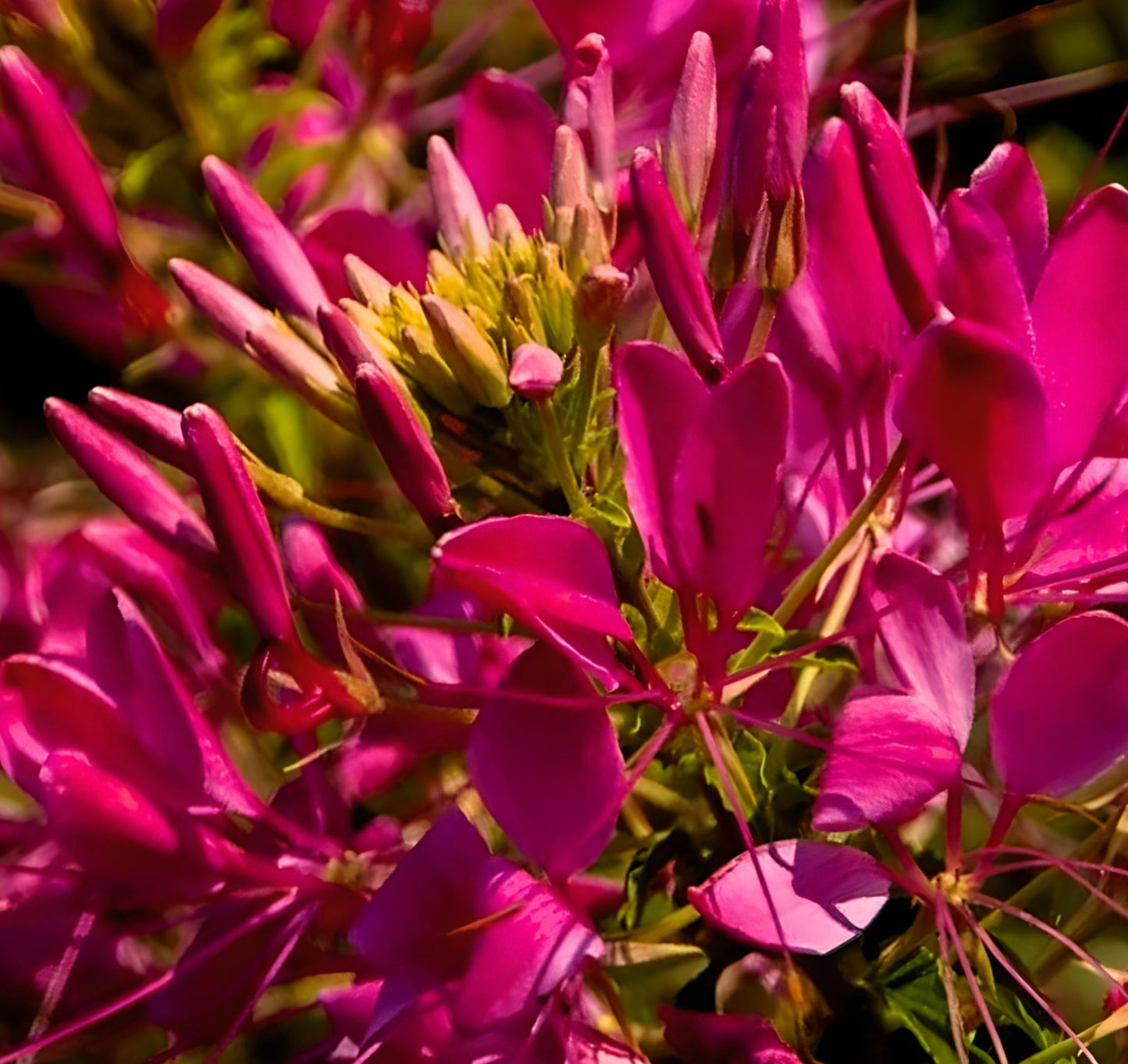 Cleome Sparkler Rose