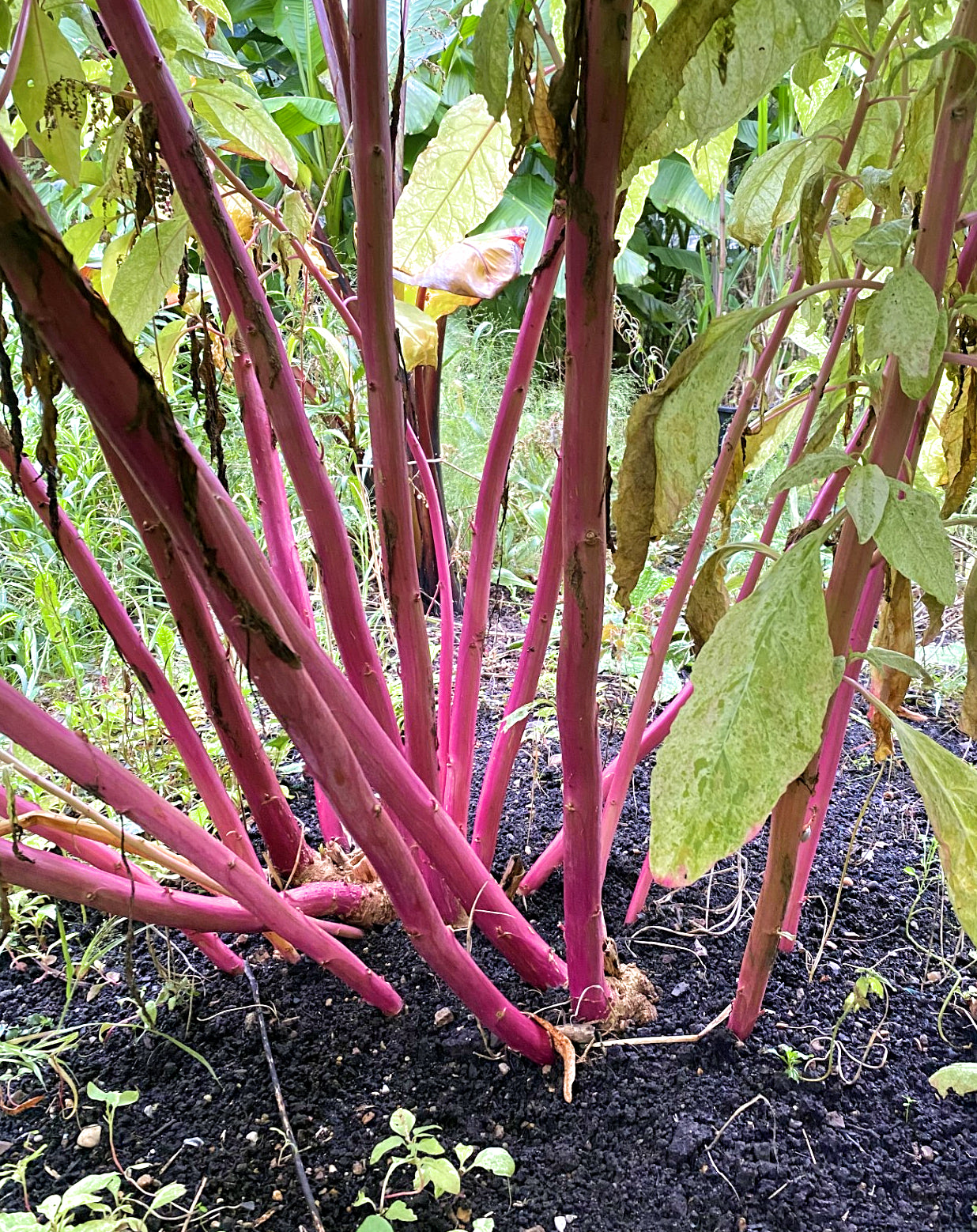 Phytolacca americana 'Silberstein'