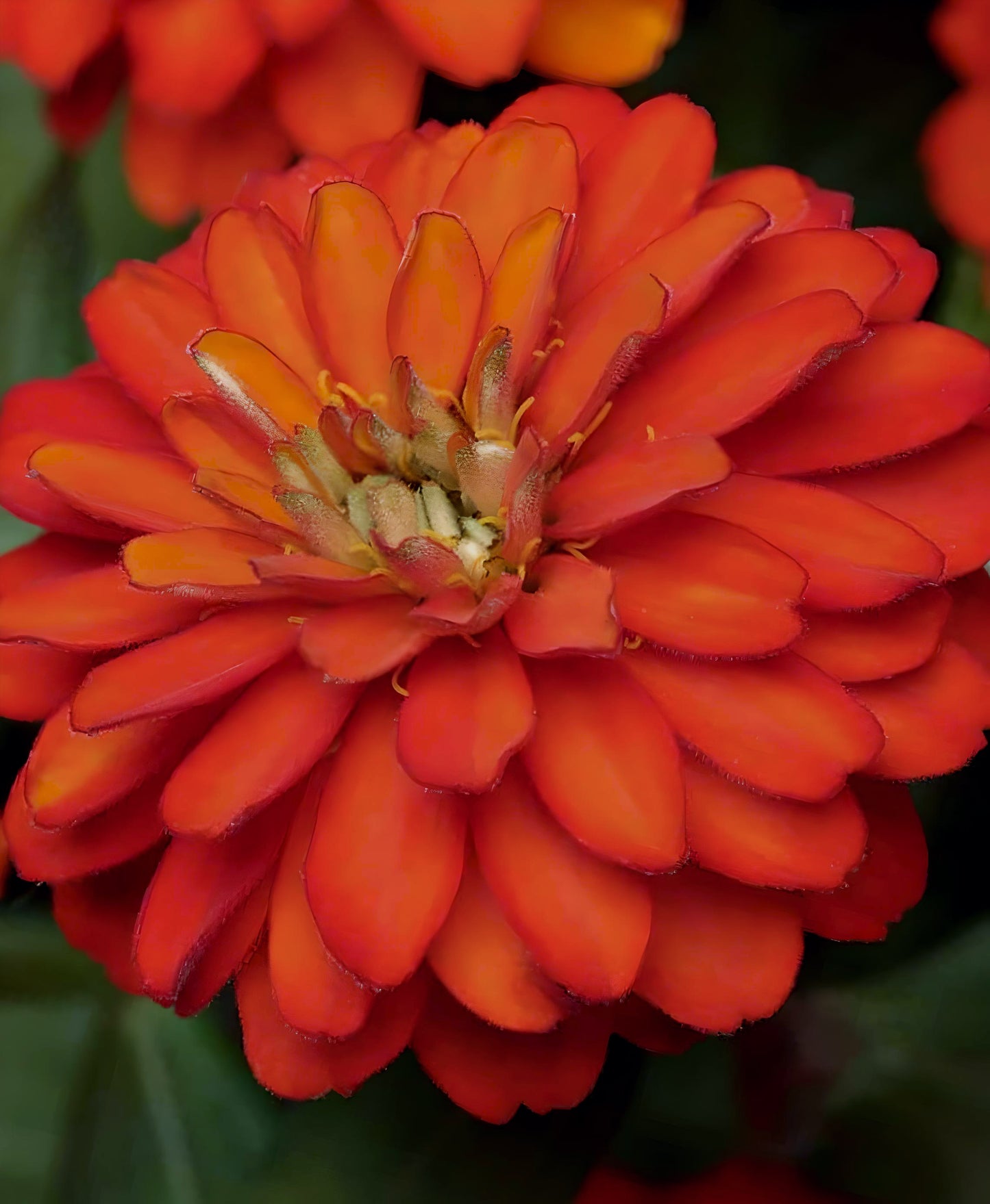 Zinnia marylandica Double Zahara Fire