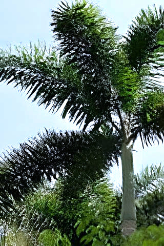 Wodyetia bifurcata