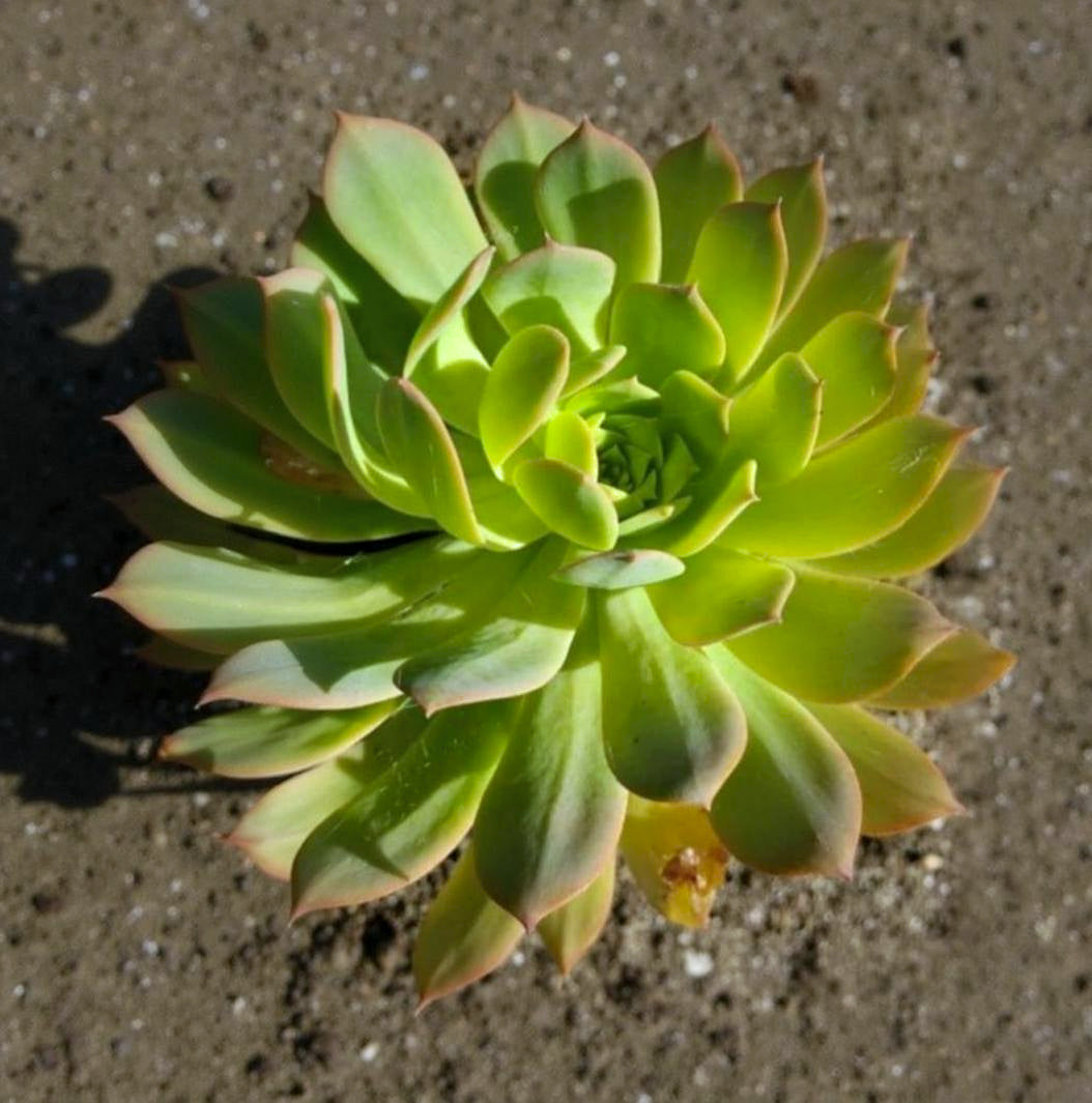 Aeonium hierrense
