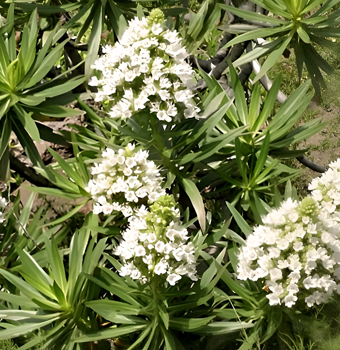 Echium decaisnei