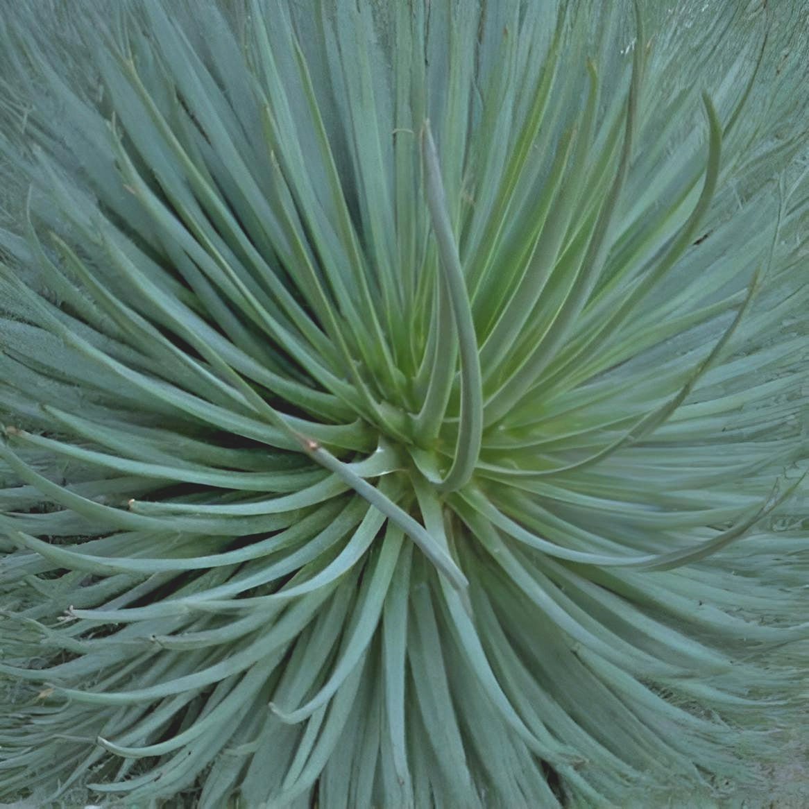 Agave striata subsp. falcata 'Blue'