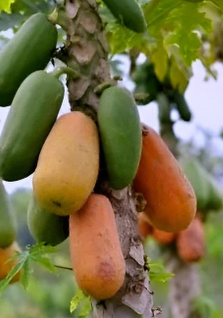 Carica papaya Formosa