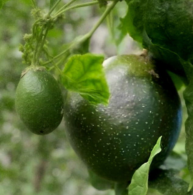 Passiflora edulis 'Guanacaste Giant'