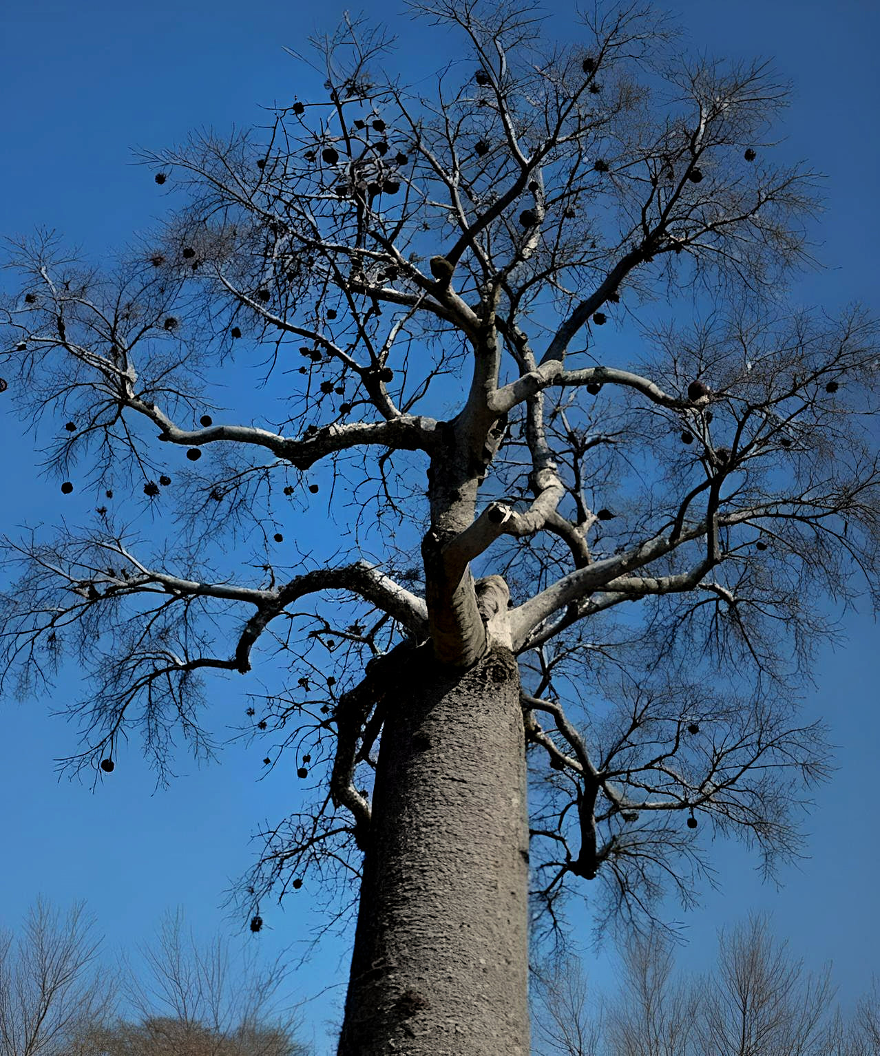 Adansonia madagascariensis