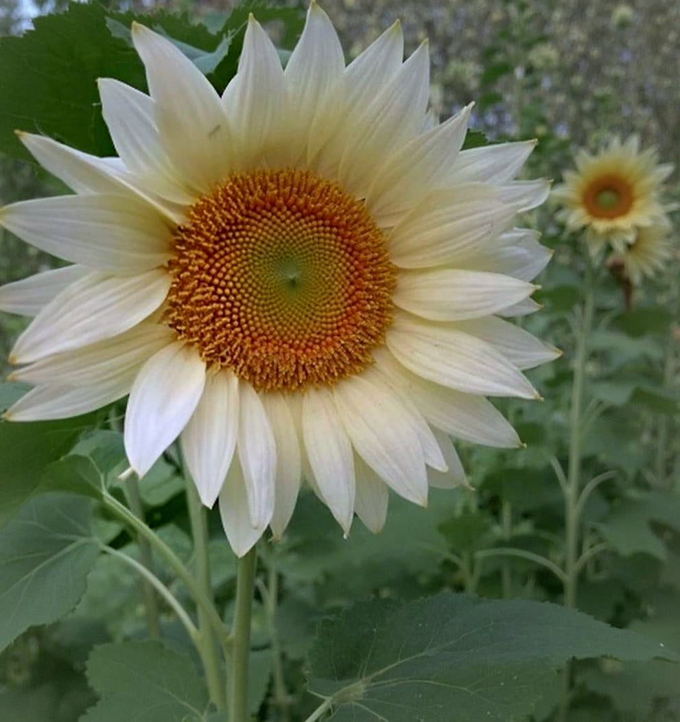 Helianthus Pro Cut White Lite