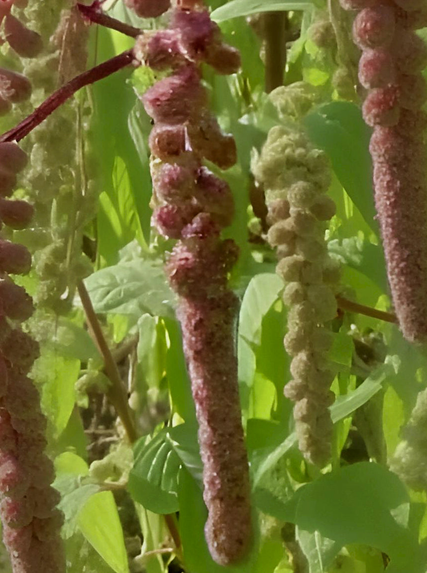 Amaranthus caudatus Mira