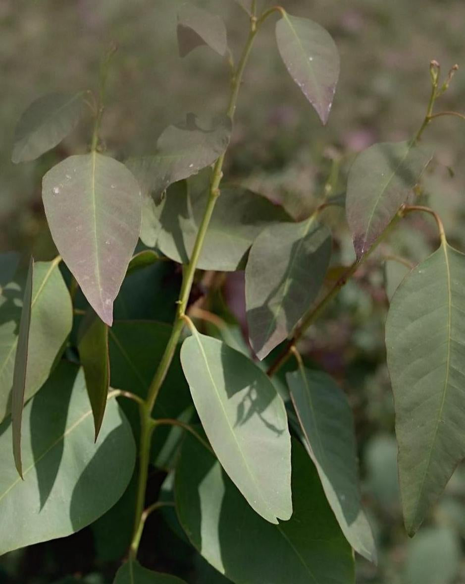 Eucalyptus blakely's Red Gum