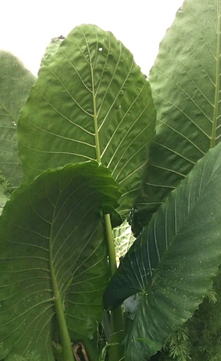 Alocasia macrorrhiza 'Borneo Giant'
