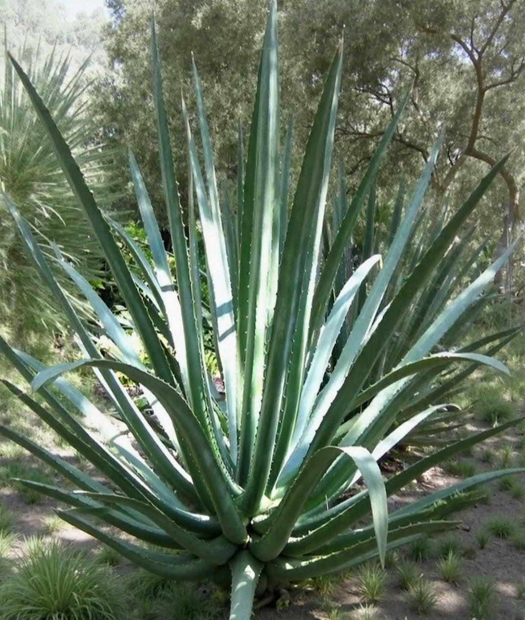 Furcraea macdougalii