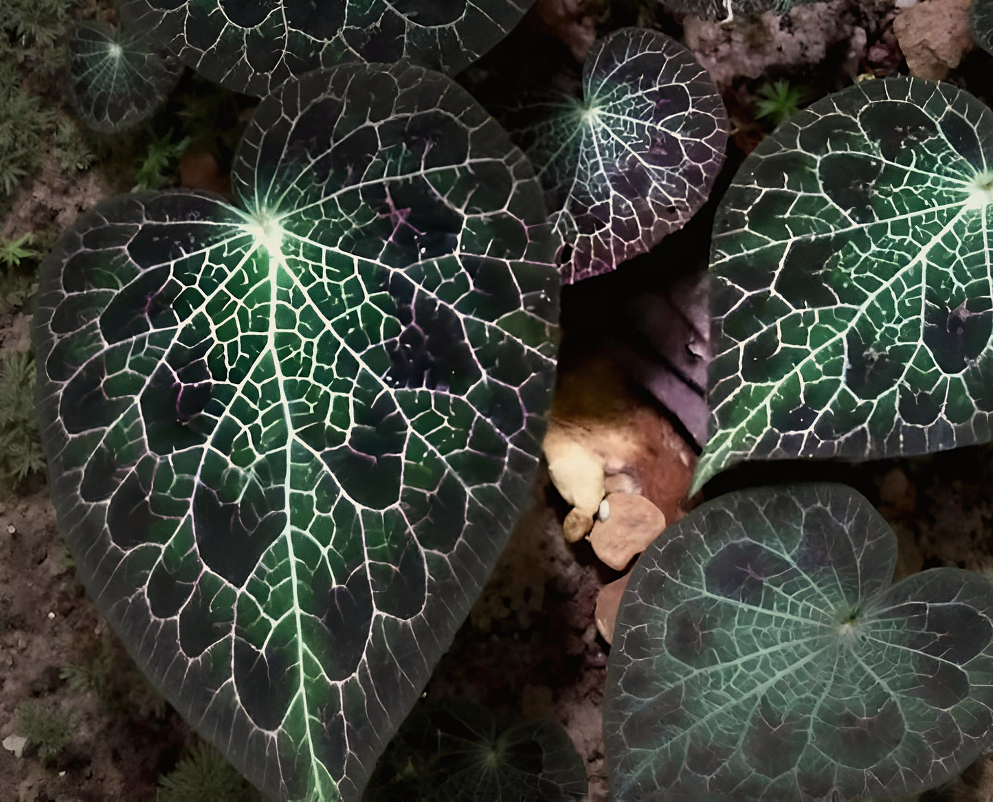Begonia fulgurata