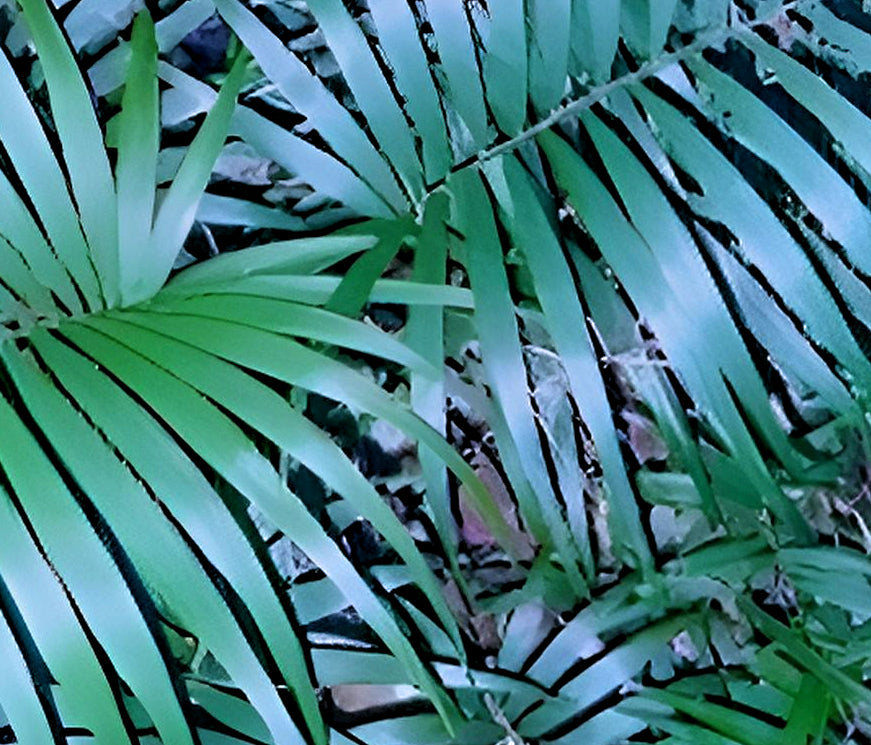 Chamaedorea elegans 'Negrita'