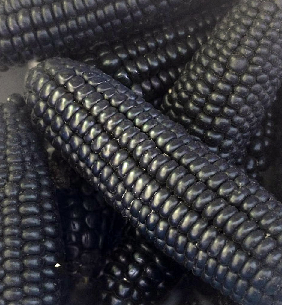 Sweet Corn Mountain Morado