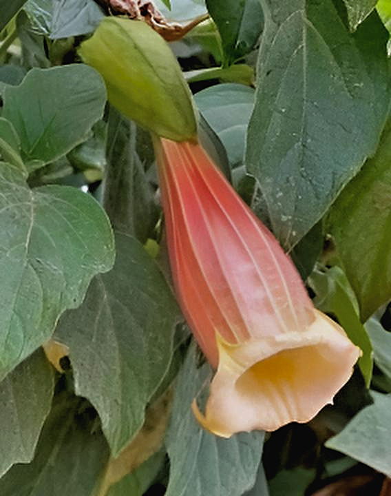 Brugmansia sanguinea 'Ventricosa'