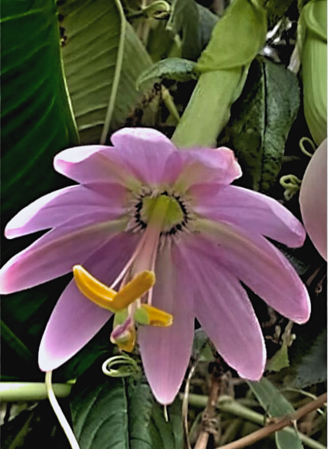 Passiflora tripartita