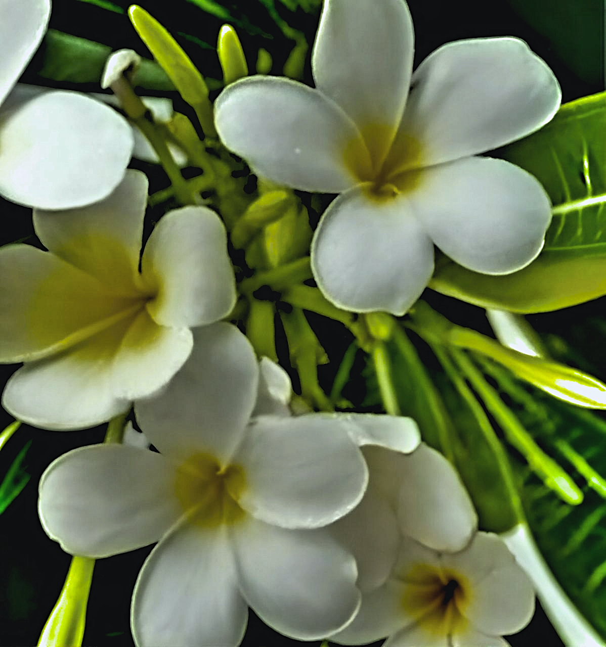 Plumeria obtusa