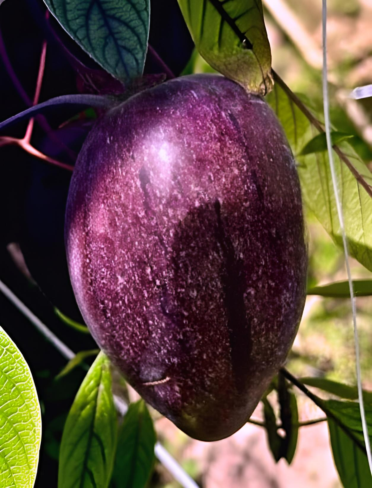 Solanum muricatum Noche Andina