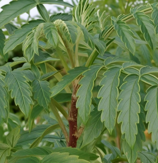 Melianthus elongatus