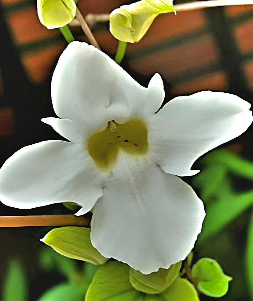 Thunbergia fragrans