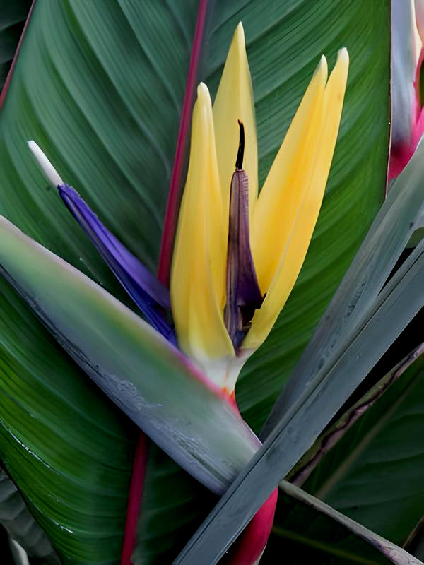 Strelitzia reginae - Mandelas Gold
