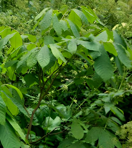 Asimina triloba