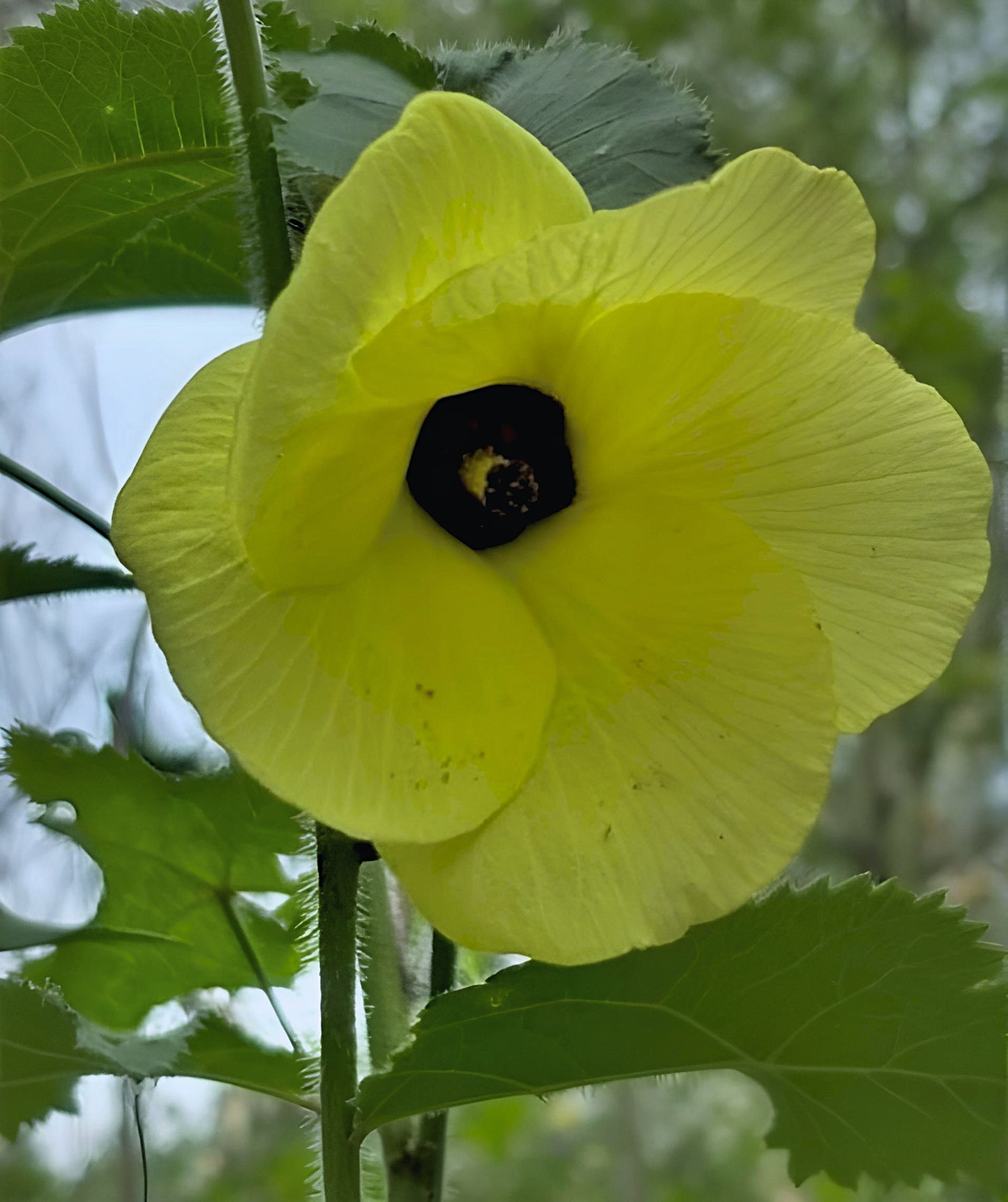 Abelmoschus moschatus