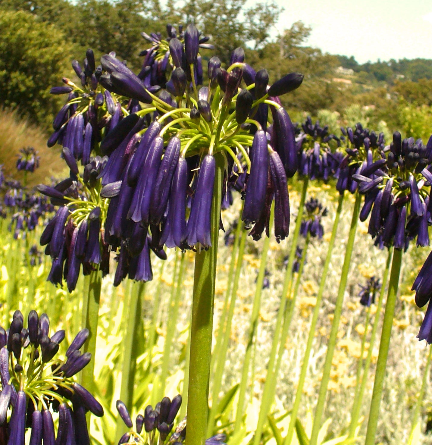 Agapanthus inapertus