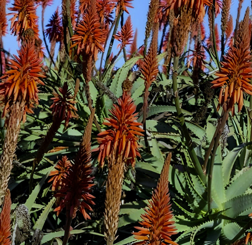 Aloe arborescens