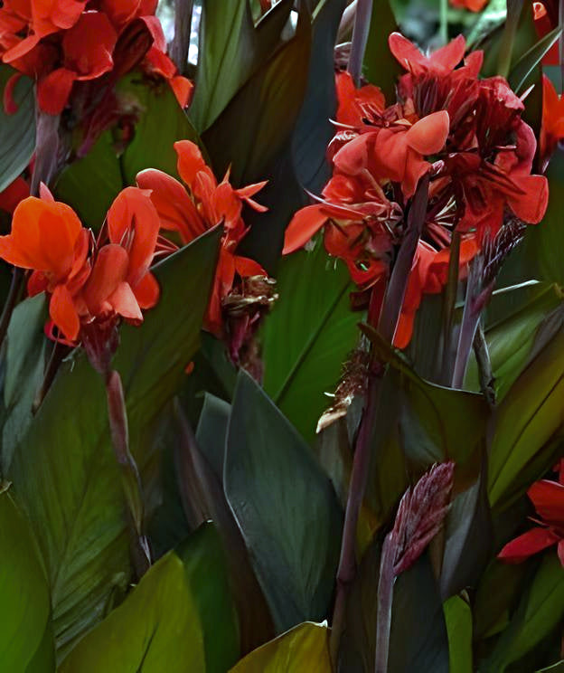 Canna Cannova Bronze Scarlet