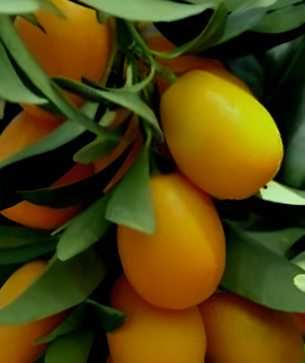 Citrus japonica