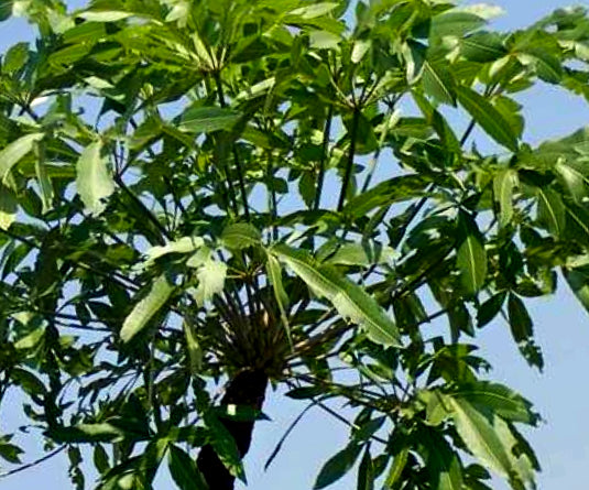 Cussonia spicata