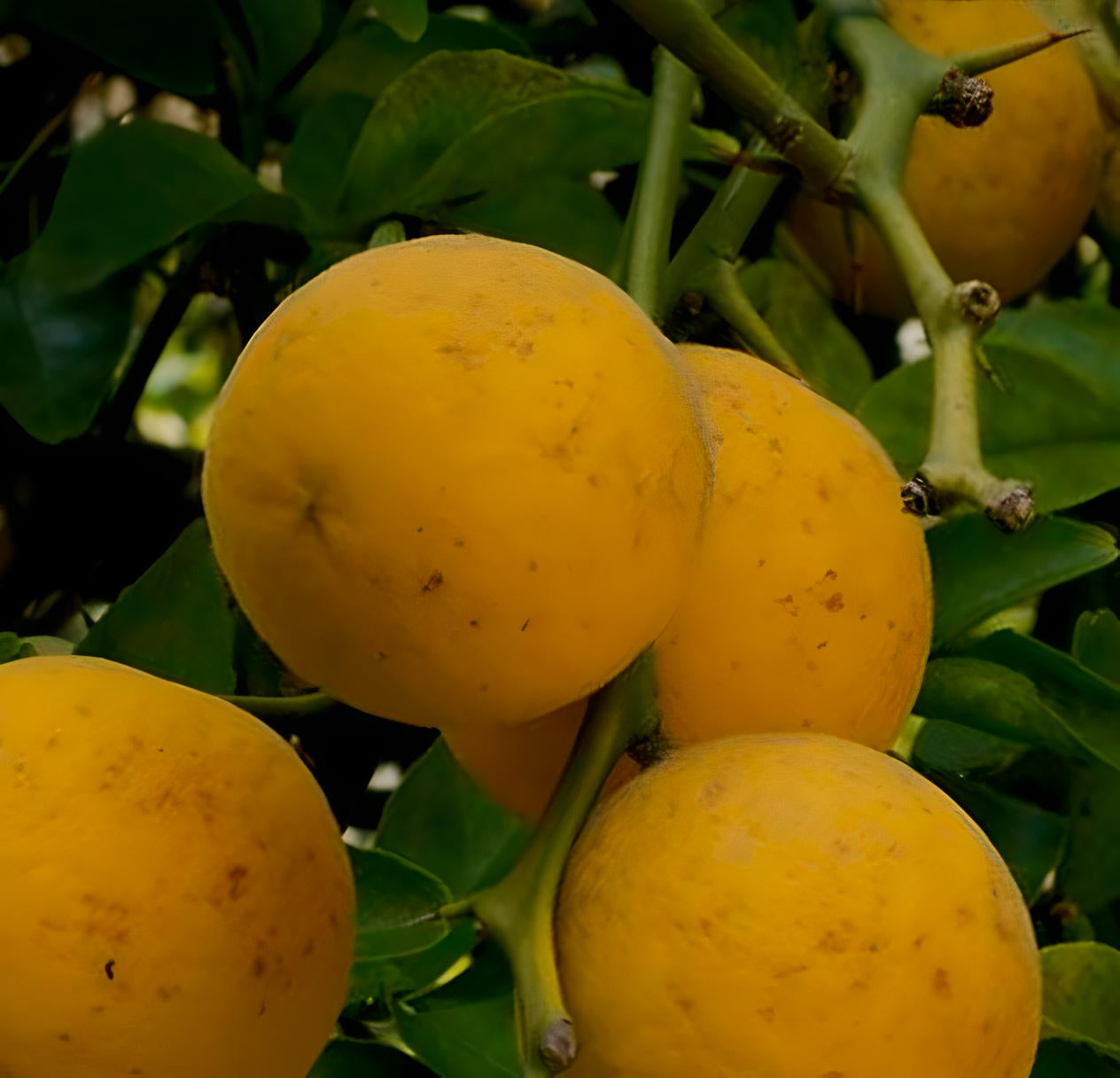Citrus (Poncirus) trifoliata