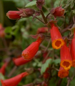 Eccremocarpus scaber 'Blood Red'