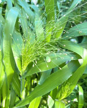 Panicum Frosted Explosion