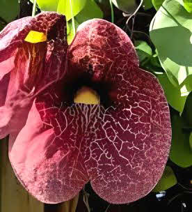 Aristolochia grandiflora
