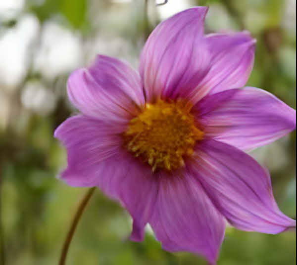 Dahlia Australis
