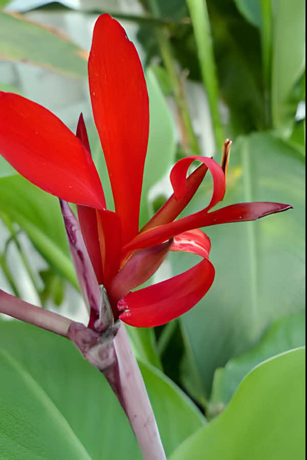 Canna speciosa