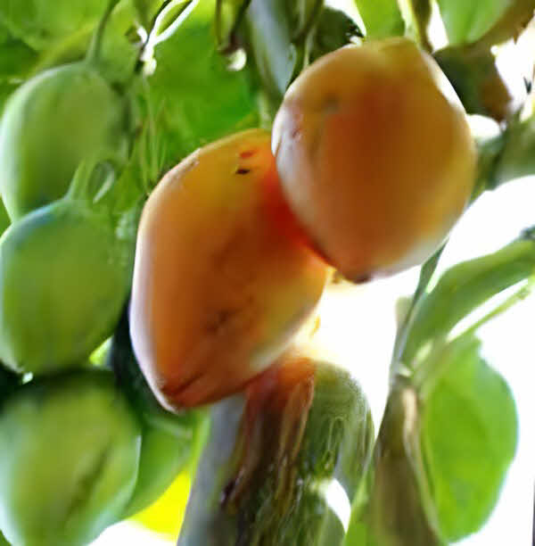 Cyphomandra betacea Yellow fruit